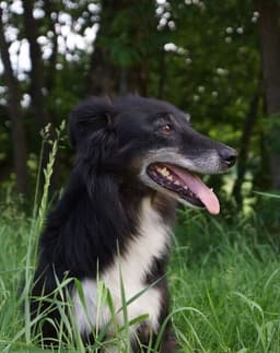 Bildtråd: Våra vallhundar